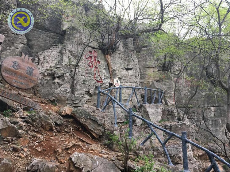 温历史战役,探青檀古木(图4)