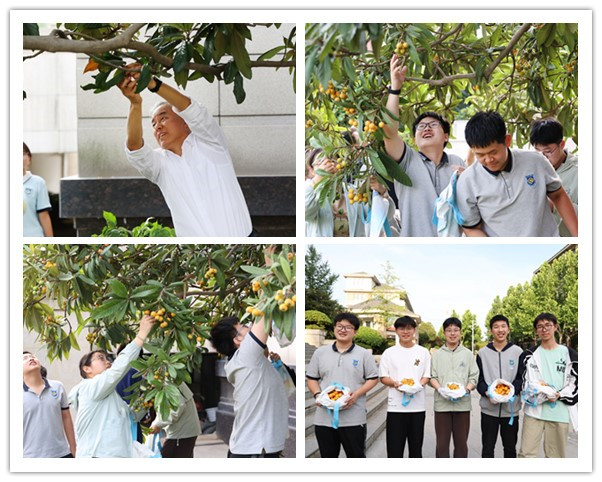 摘枇杷.jpg 摘枇杷.jpg