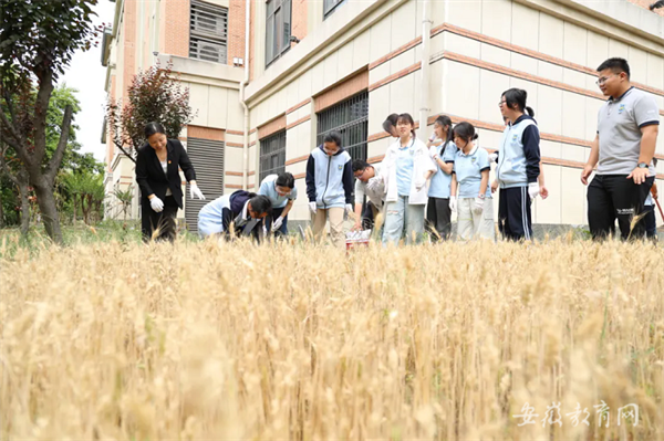 安徽省教育厅:美好生活 劳动创造 合肥七中开展系列劳动实践教育活动(图3) 安徽省教育厅:美好生活 劳动创造 合肥七中开展系列劳动实践教育活动(图3)
